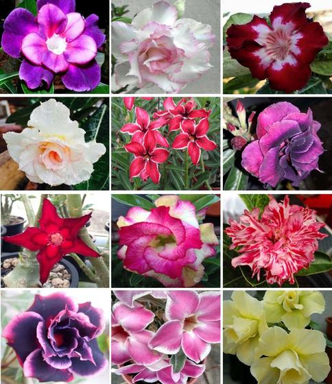 Imagem de 10 Sementes de Rosa do Deserto Tripla Dobrada Simples Sortidas (Adenium Obesum)