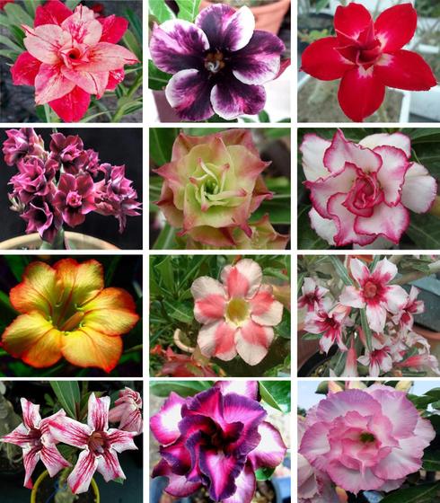 Imagem de 10 Sementes de Rosa do Deserto Tripla Dobrada Simples Sortidas (Adenium Obesum)