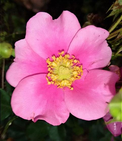 100 Sementes De Rosa Trepadeira Cherokee Cor Rosa - AGROTECWB ...
