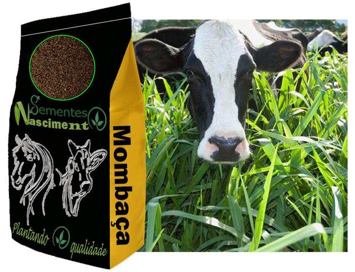 Imagem de 10kg sementes de capim mombaça pastagem excelente resistente