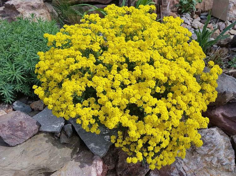 Imagem de 190 Sementes Flor Alyssum Corbeille D'or 