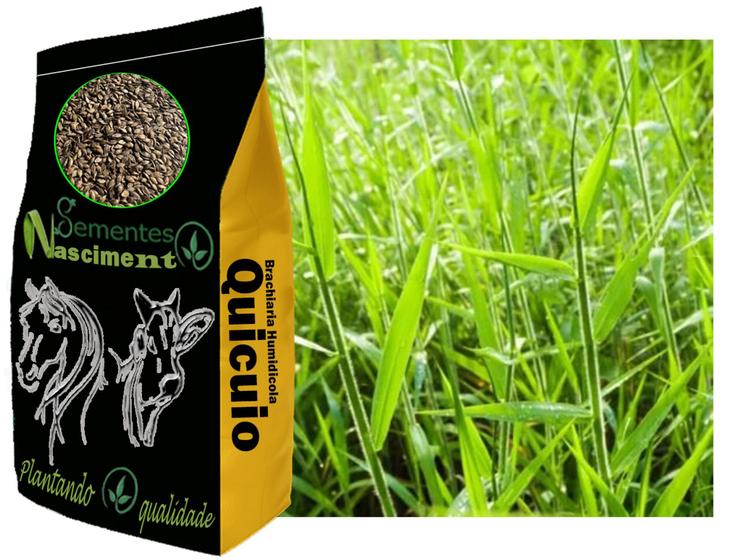 Imagem de 1kg de Brachiraria Humidicola Quicuio ótima para pastagem e para solos com excesso de humidade