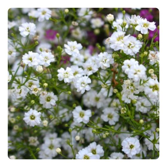 Imagem de 22.000 Sementes de Gipsofila Mosquitinho Branco - 20g