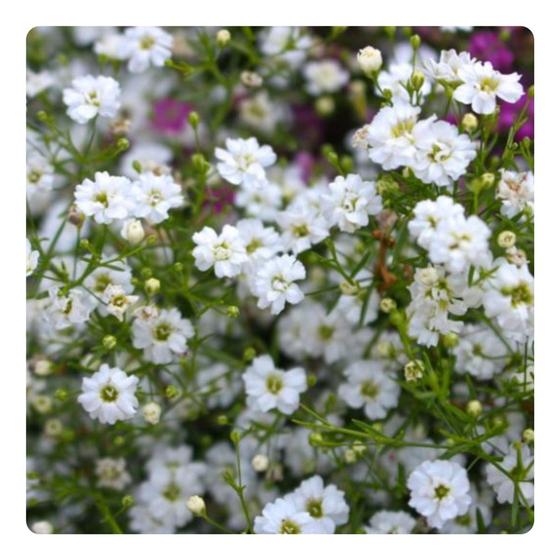 Imagem de 22000 Sementes de Gypsophila elegans Mosquitinho Branco 20g