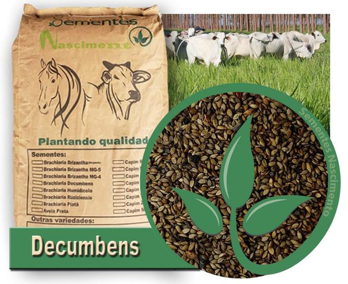 Imagem de 2kg Sementes Brachiaria Decumbens (braquiarinha) pastagem resitente a sombra e combate a erosão