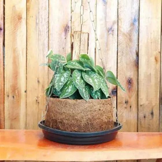 Imagem de 2X Vaso Fibra Coco Orquidea Nº4 Com Prato E Corrente 01 Kit