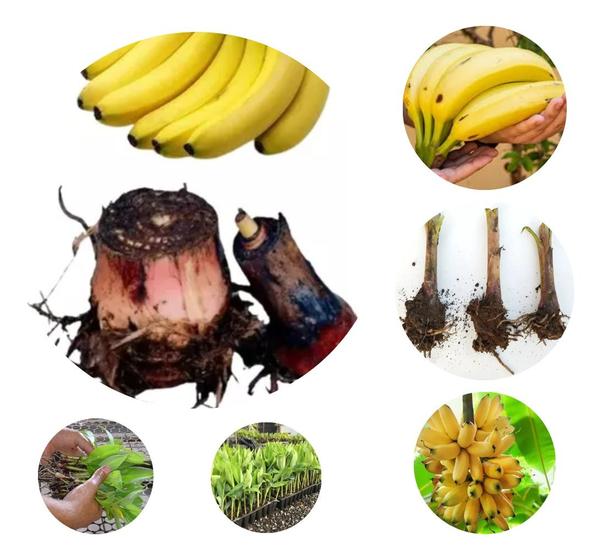 Imagem de 3 Mudas Rizomas Bananas Nanicão Grande Nine Sítios Chácaras Envio Imediato Pronta entrega