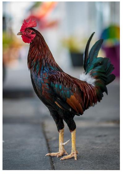 Imagem de 4 Quebra-Cabeça Cognitivo Reabilitação Idosos Fazenda 40 pc