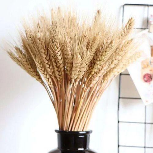 Imagem de 40 Haste Trigo Seco Natural Alvejado Decoração Especial