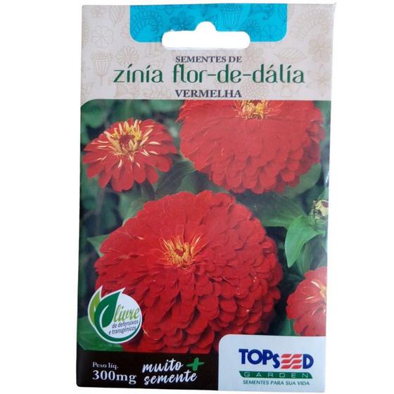 40 Sementes De Zinnia elegans Dahlia Vermelha Dália Red Flor - Isla -  Sementes - Magazine Luiza