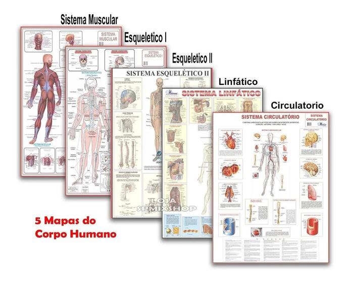 Imagem de 5 Mapas - Muscular Linfático Circulatório Esquelético 1 E 2