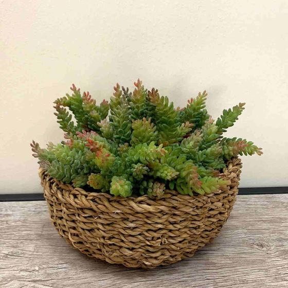 Imagem de 5 Plantas Artificiais de Suculentas Mini Folhagem Artificial Decoração de Enfeites Casamento- DE8903