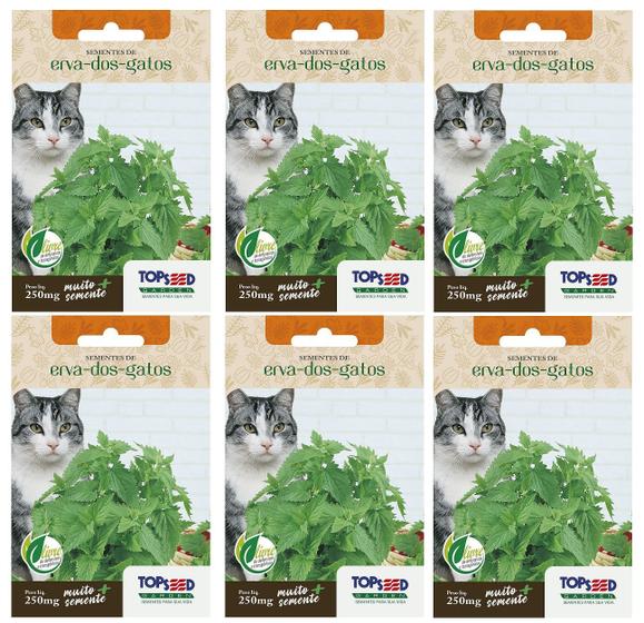 Imagem de 6X Sementes Erva Dos Gatos (Nepeta Cataria) Catnip TOPSEED