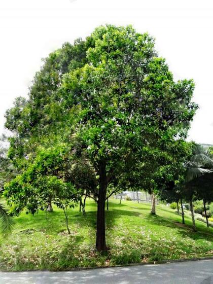 Imagem de Acácia Mangium / Acácia Australiana - 50gramas de Sementes