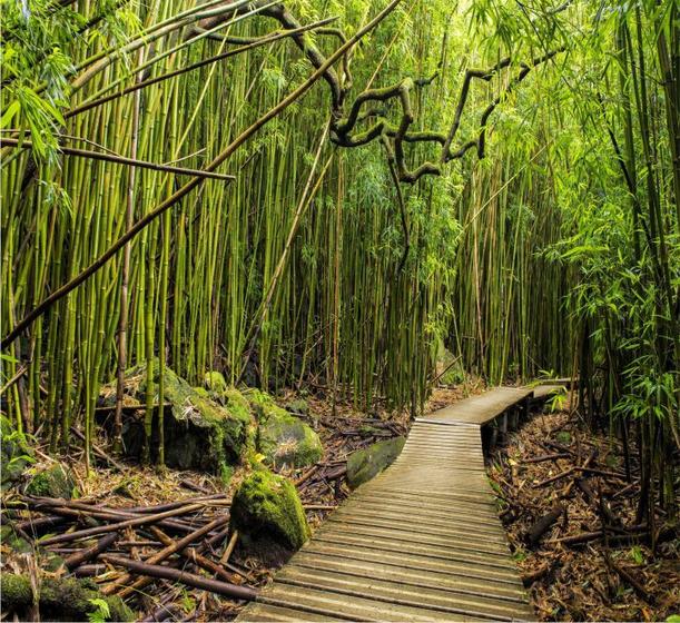 Imagem de Adesivo Paisagem Floresta Bambu Papel Parede NaturezaGG354