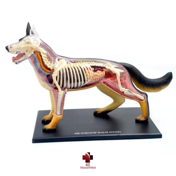 Imagem de Anatomia do cachorro - 4D MasterMed