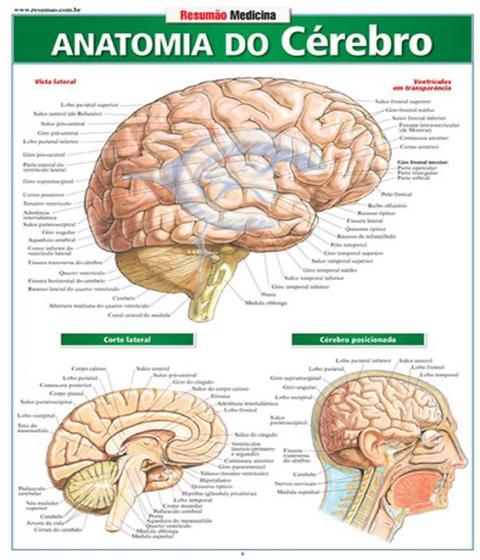 Imagem de Anatomia do cerebro