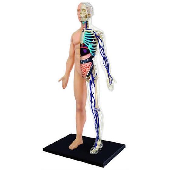 Imagem de Anatomia do Corpo Humano