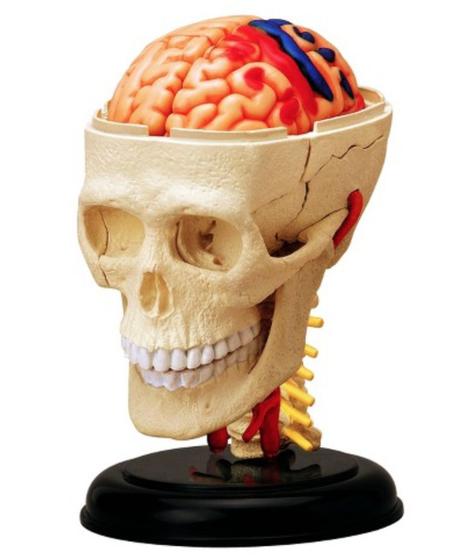 Imagem de Anatomia do Crânio e Nervos Cranianos