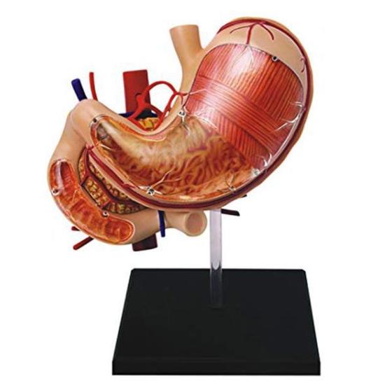 Imagem de Anatomia do Estômago