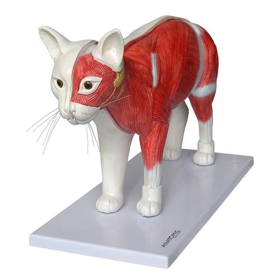 Imagem de Anatomia do Gato em 11 Partes com Musculatura 