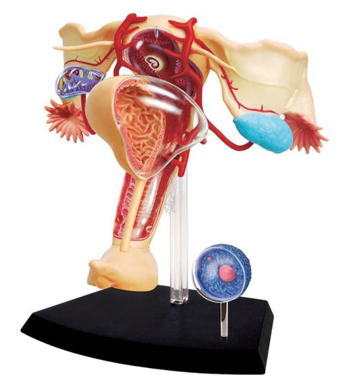 Imagem de Anatomia do Órgão Reprodutor Feminino