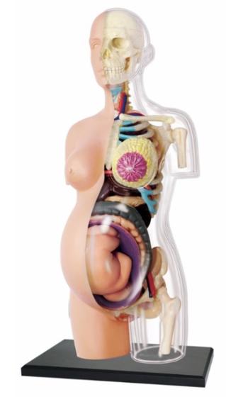 Imagem de Anatomia do Torso Gravidez