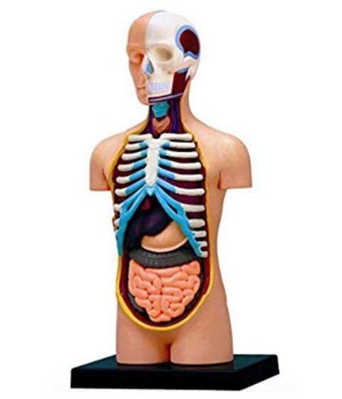 Imagem de Anatomia do Torso Humano