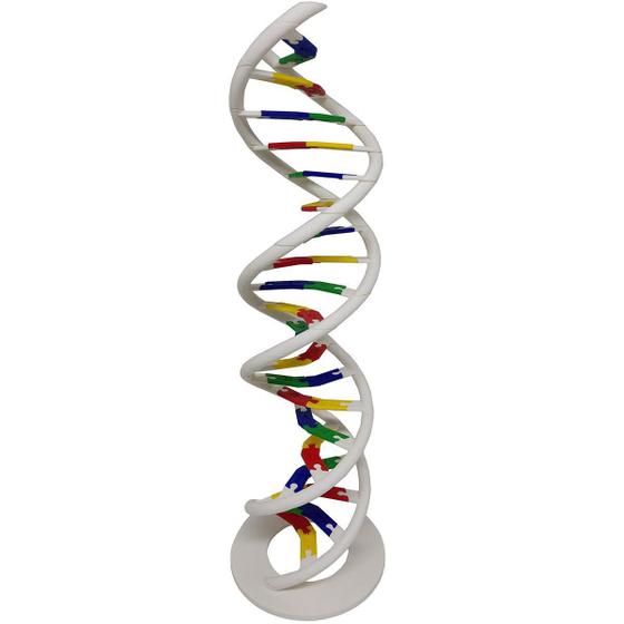 Imagem de Anatomia Dupla Hélice Dna Humano Modelo Anatômico Biologia