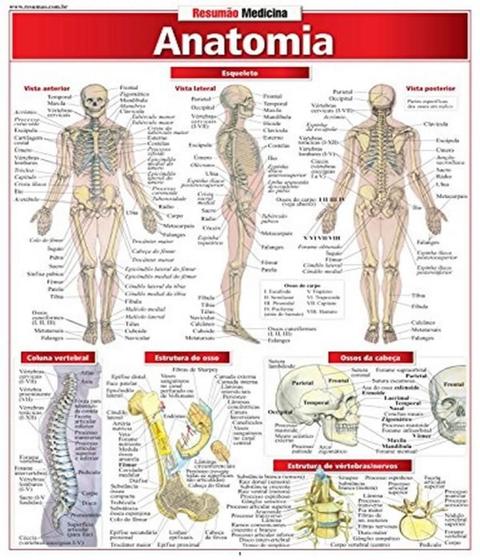 Imagem de Anatomia - resumao medicina