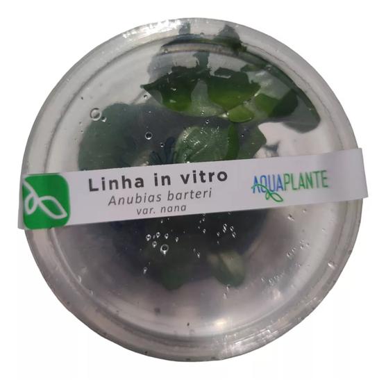 Imagem de Anubias Barteri Var. Nana (in Vitro) Aquaplante