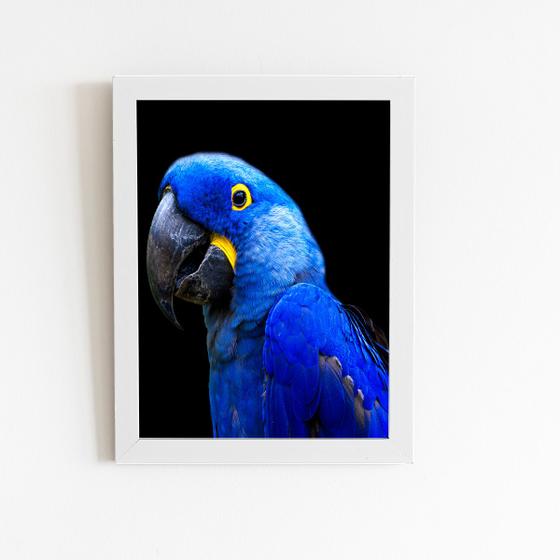 Imagem de Arara Azul-grande Aves Animais Quadro Moldura Branca 60x40cm