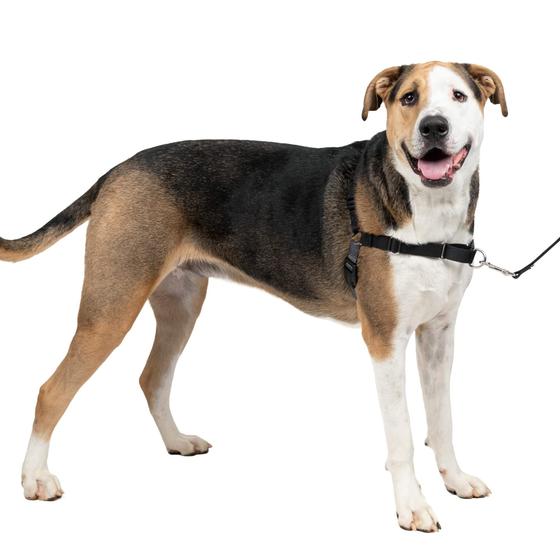 Imagem de Arnês para cães PetSafe Easy Walk No-Pull extra grande