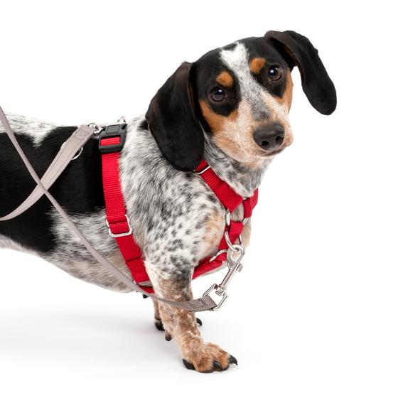 Imagem de Arnês para cães PetSafe Sure-Fit Training Aid Tactical Red S