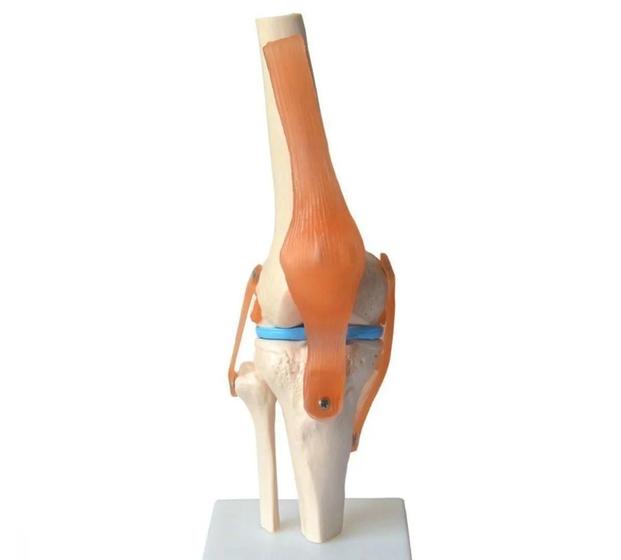 Imagem de Articulação Do Joelho Com Ligamentos