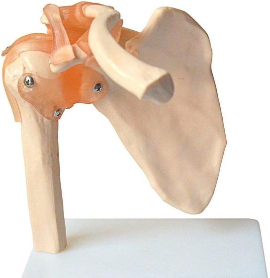 Imagem de Articulação do Ombro com Ligamentos