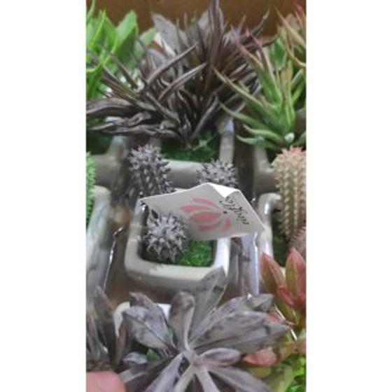 Imagem de Artificiais Mini Suculentas e Mini Cactus Vaso Cerâmica Branco decoraçao de casa