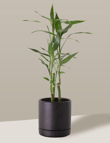 Imagem de Bambu-da-sorte em Vaso Cerâmica com prato Preto Pequeno