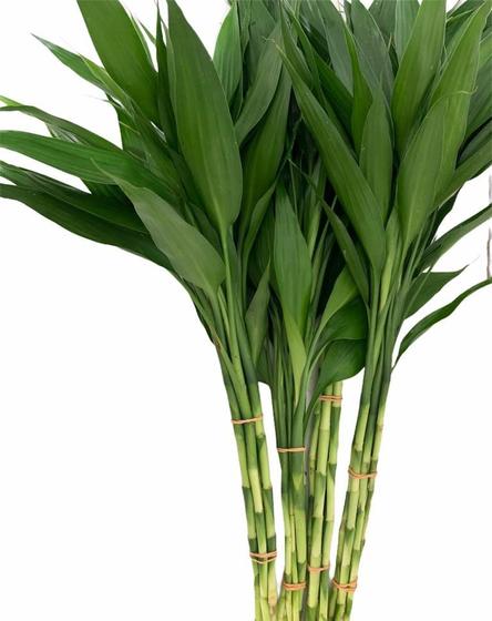 Imagem de Bambu Da Sorte Planta Com 20 Mudas 40cm