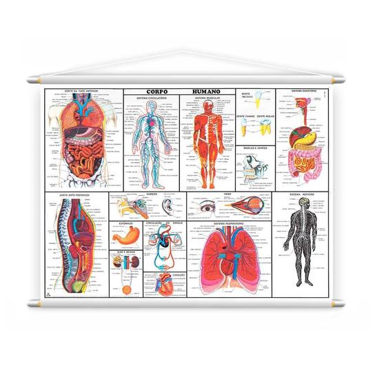 Imagem de Banner Didático Corpo Humano Completo Medicina 100X80Cm