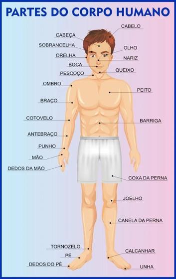 Imagem de Banner Didático Escolar Ciência Corpo Humano