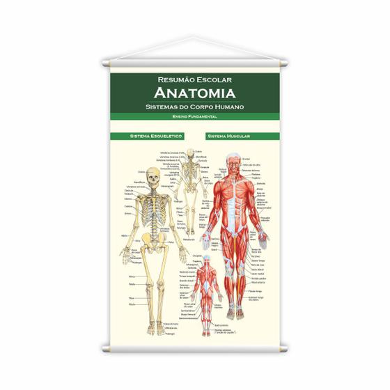 Imagem de Banner Escolar Pedagógico Resumão Anatomia Medicina 80x50cm