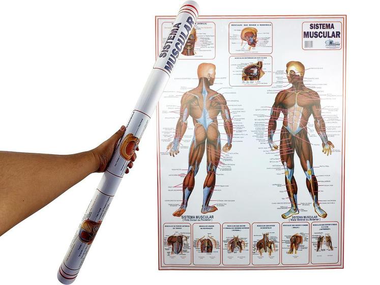 Banner Mapa Anatomia Muscular do Corpo Humano Para Estudo Biologia ...