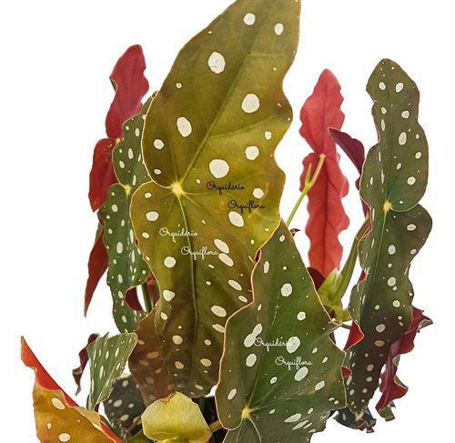 Imagem de Begonia Maculata Entouceirada Planta Adulta Natural Exótica