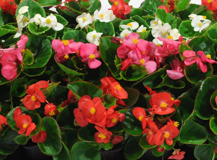 Begonia SemplerFlorens F2 - 50mg De Sementes - Isla - Sementes - Magazine  Luiza