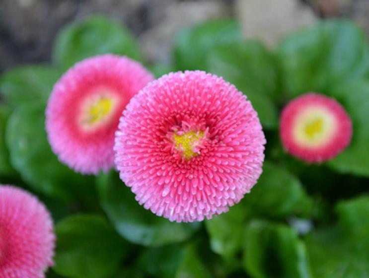 Imagem de Bellis Perenes Dobrada Sortida / Margaridinha - 100mg De Sementes