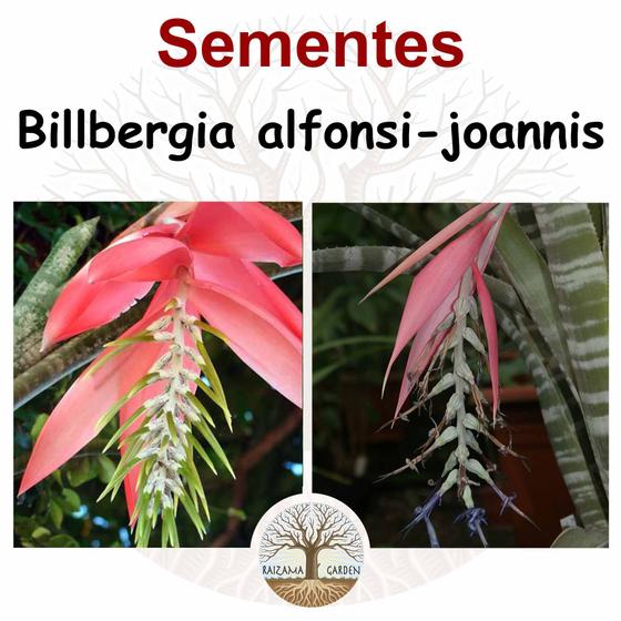 Imagem de Billbergia alfonsi-joannis - 15 sementes