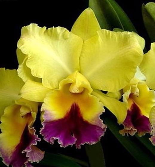 Imagem de Blc. Goldenzelle Taida X Blc Nobiles Tropical Sunset