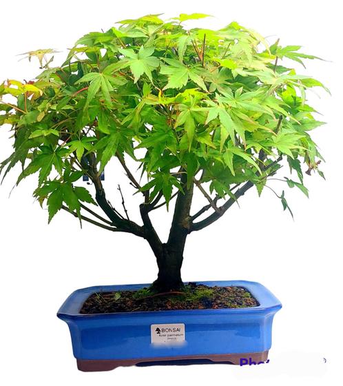 Imagem de Bonsai acer palmatum no vaso de porcelana vietnamita