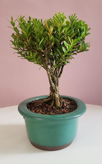 Imagem de Bonsai Buxus Harlandii 13cm/h + Vaso 20cm Com Manual Cuidar